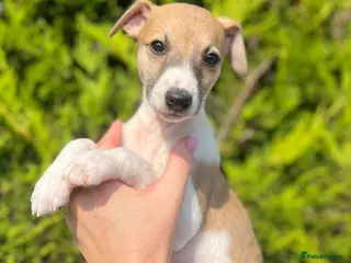 Whippet dogs One boy, Kennel club registered. - Advert 4