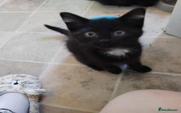 Domestic Shorthair cats for sale: 3 black kitties for sale - Image 4