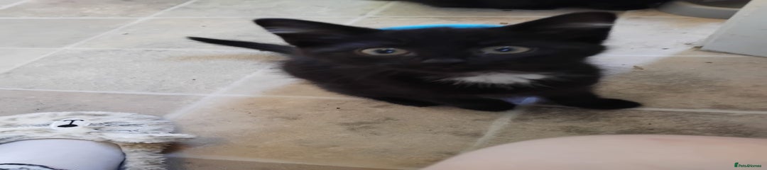 Domestic Shorthair Kitten 1