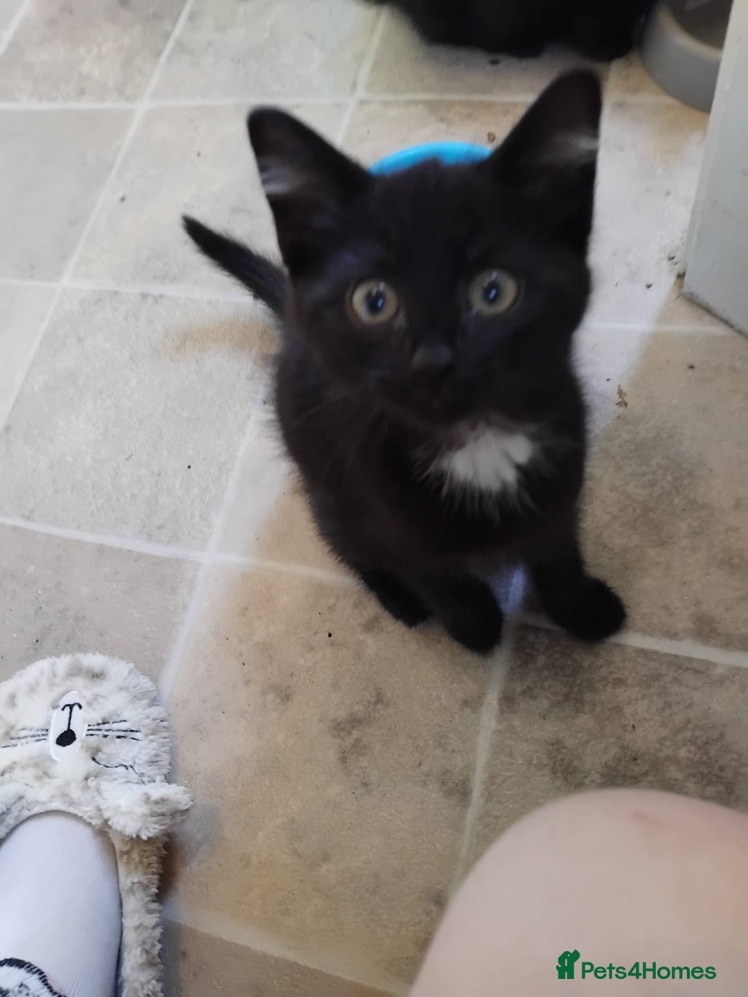 Domestic Shorthair cats for sale: 3 black kitties for sale - Image 4