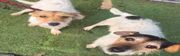 Jack Russell dogs for sale: Jack russell pups  in Stevenston - Advert 23