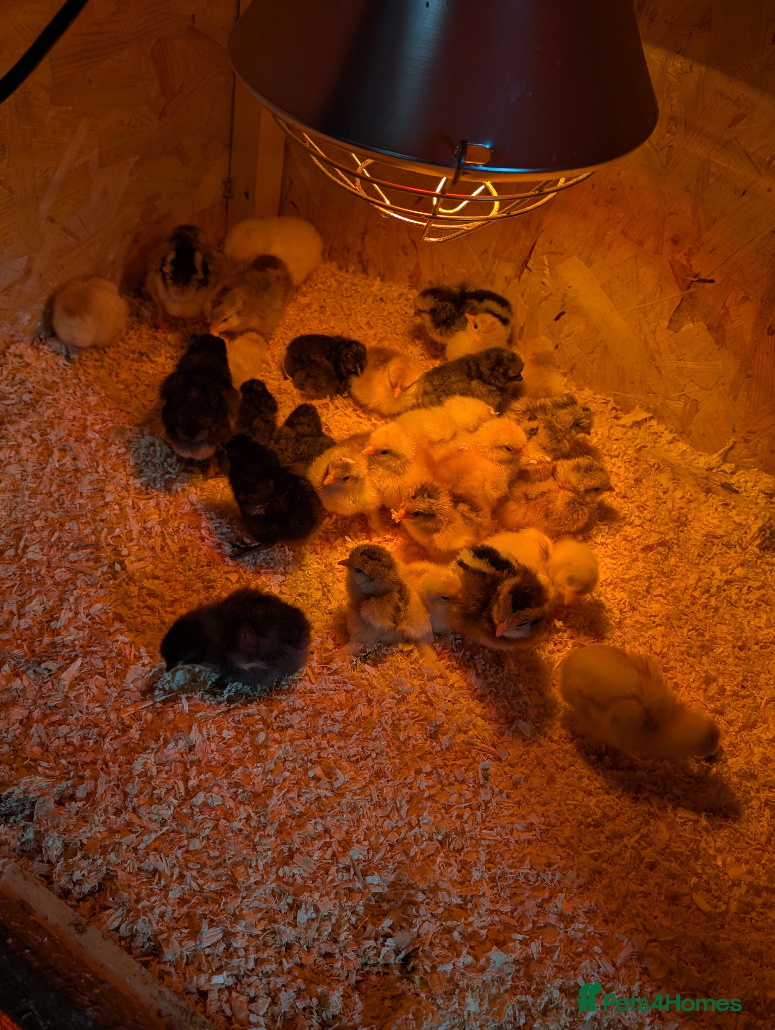 Chickens poultry Various chicks  - Advert 5