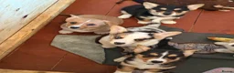 Welsh Corgi Cardigan dogs for sale: 🐶 3 pups left 🐶 Cardigan Corgi puppies 🐾 - Advert 3