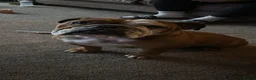 English Bulldog dogs for sale: Bulldog  - Advert 3