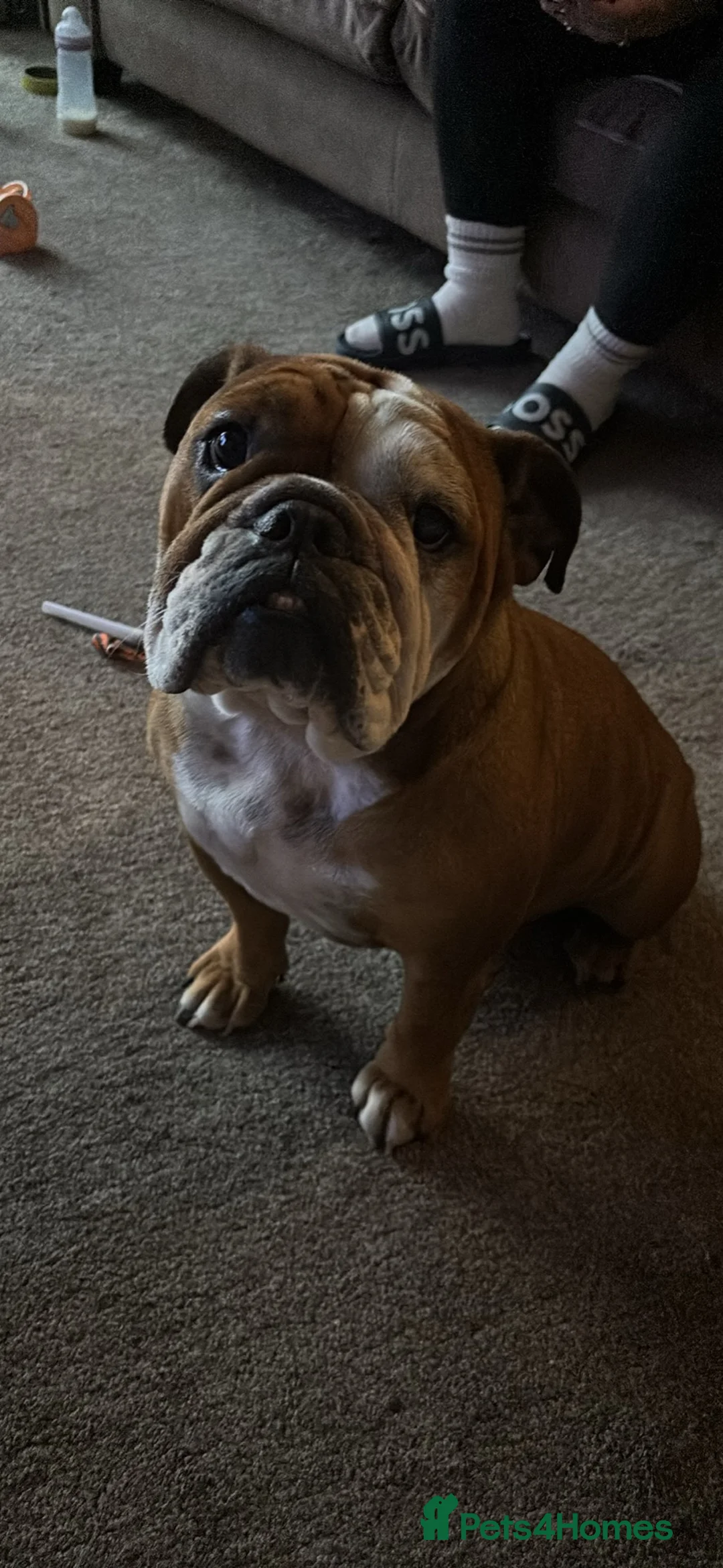 English Bulldog dogs for sale: Bulldog  - Advert 3