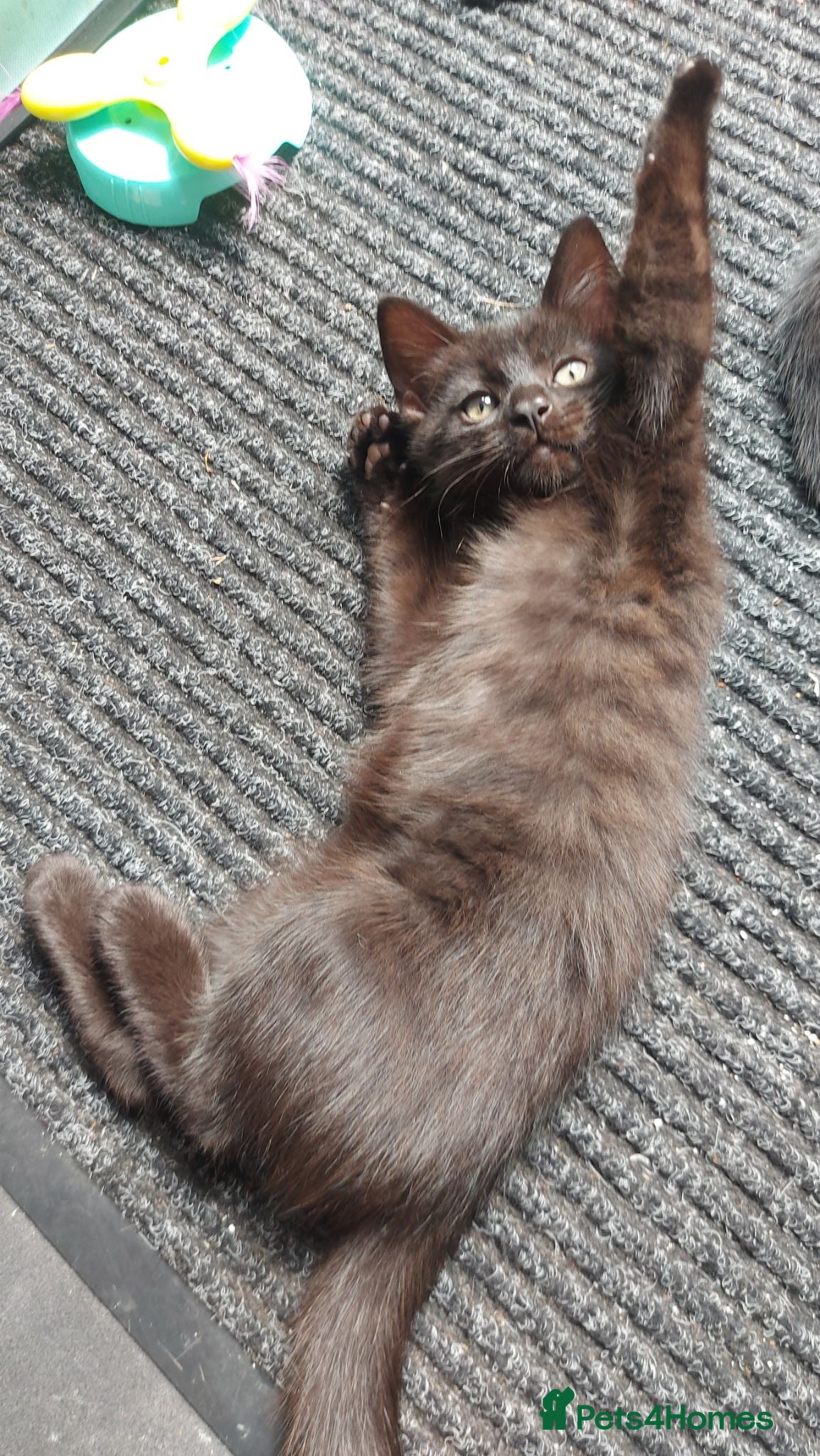 British Shorthair cats Fluffy black kittens  - Advert 7
