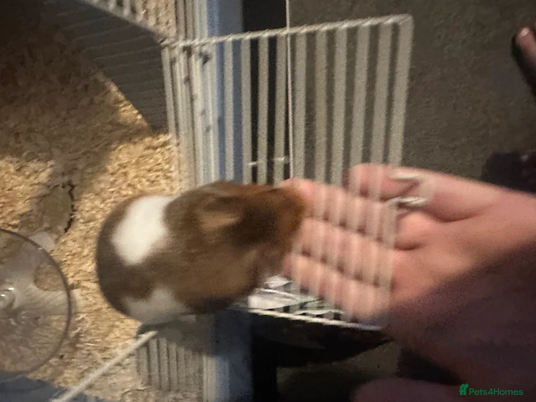 Hamster rodents for sale: Syrian hamster and cage  - Advert 5