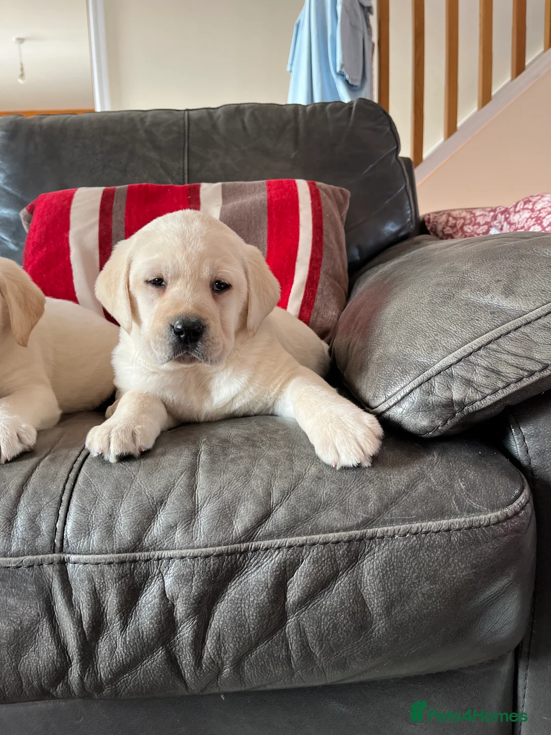 Labrador Retriever dogs for sale: Hip scored fully HEALTH TESTED 0 co-eff chunky 🐶  - Advert 5
