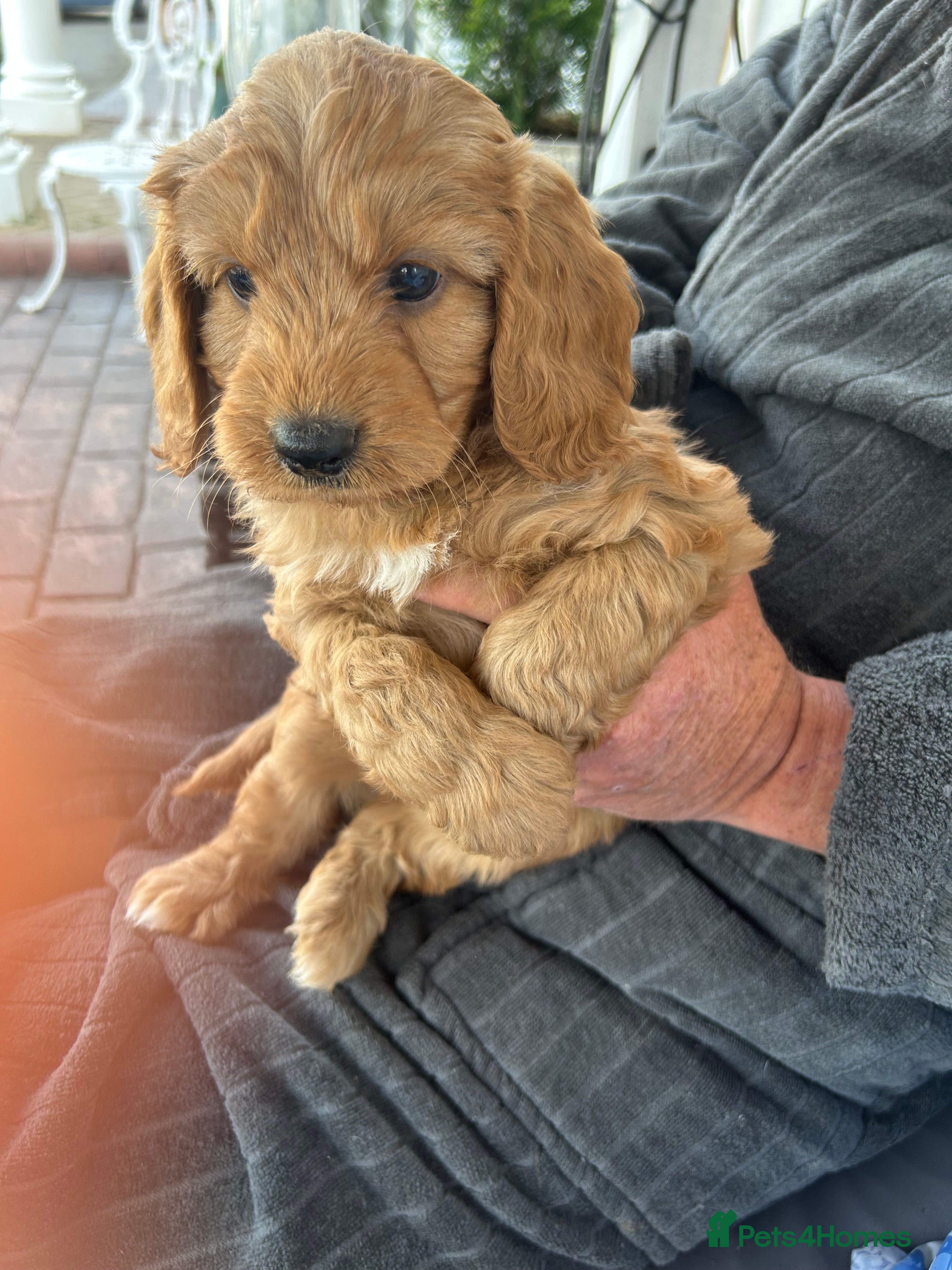 Cockapoo dogs F1 cockapoo - Advert 2