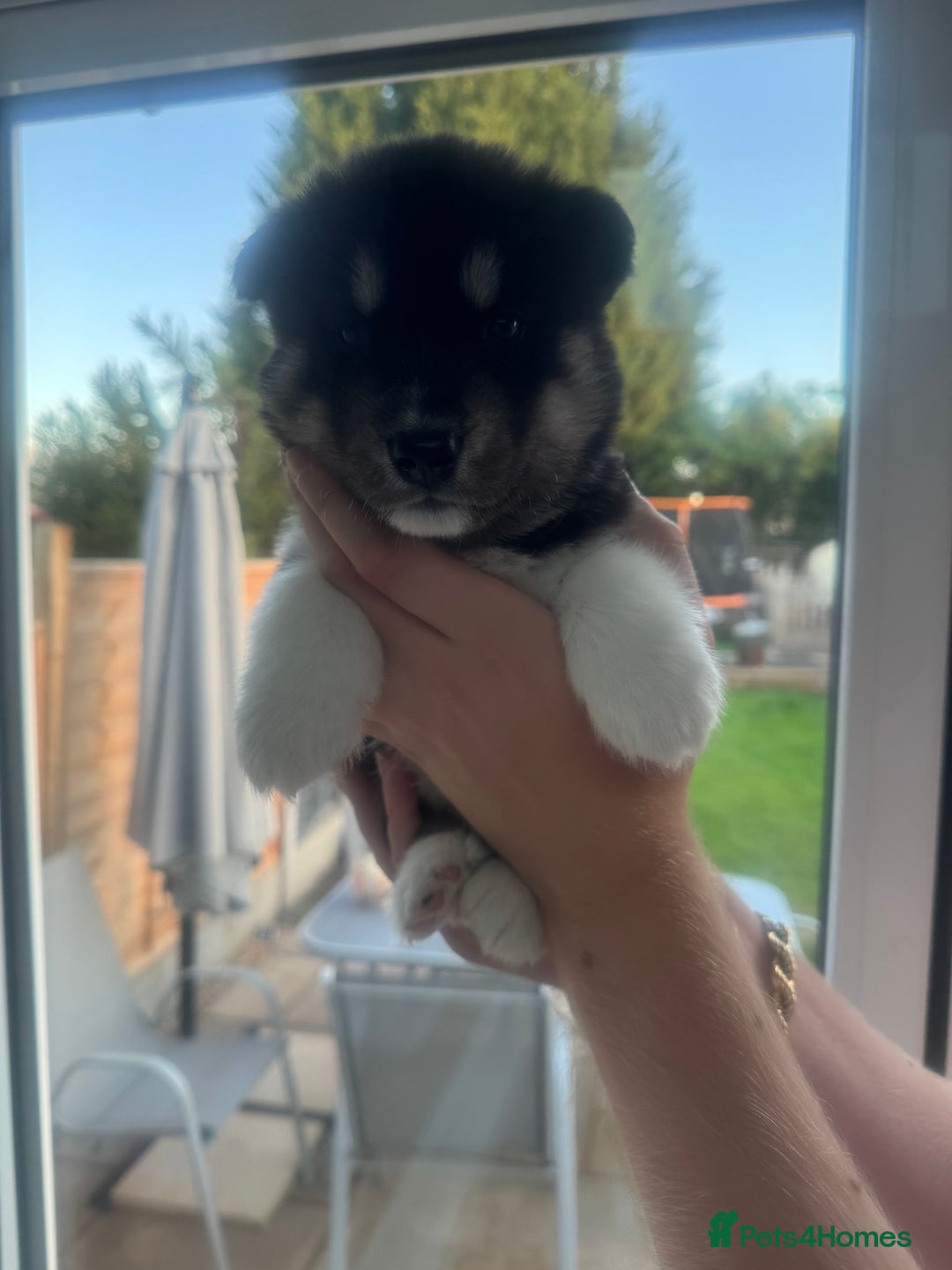 Siberian Husky dogs for sale: Beautiful Chunky Siberian Husky Puppies  - Image 25