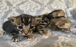 Bengal cats for sale: STUNNING TICA reg Bengal kittens ready to reserve - Image 6