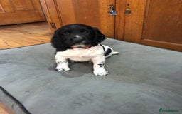 English Springer Spaniel dogs for sale: Two Black and white boys looking for new home - Image 1