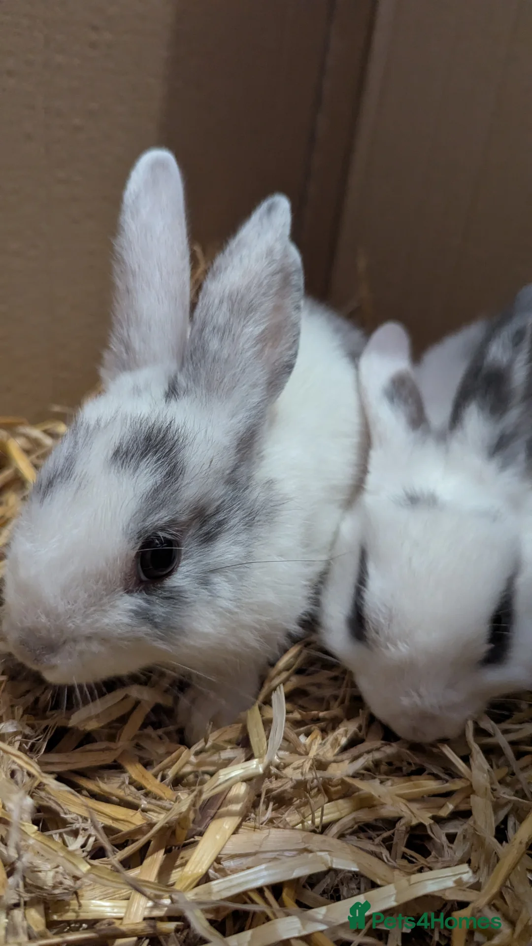 Mixed Breed rabbits for sale: 2 X Baby Rabbits (Lop) in Southampton - Advert 2