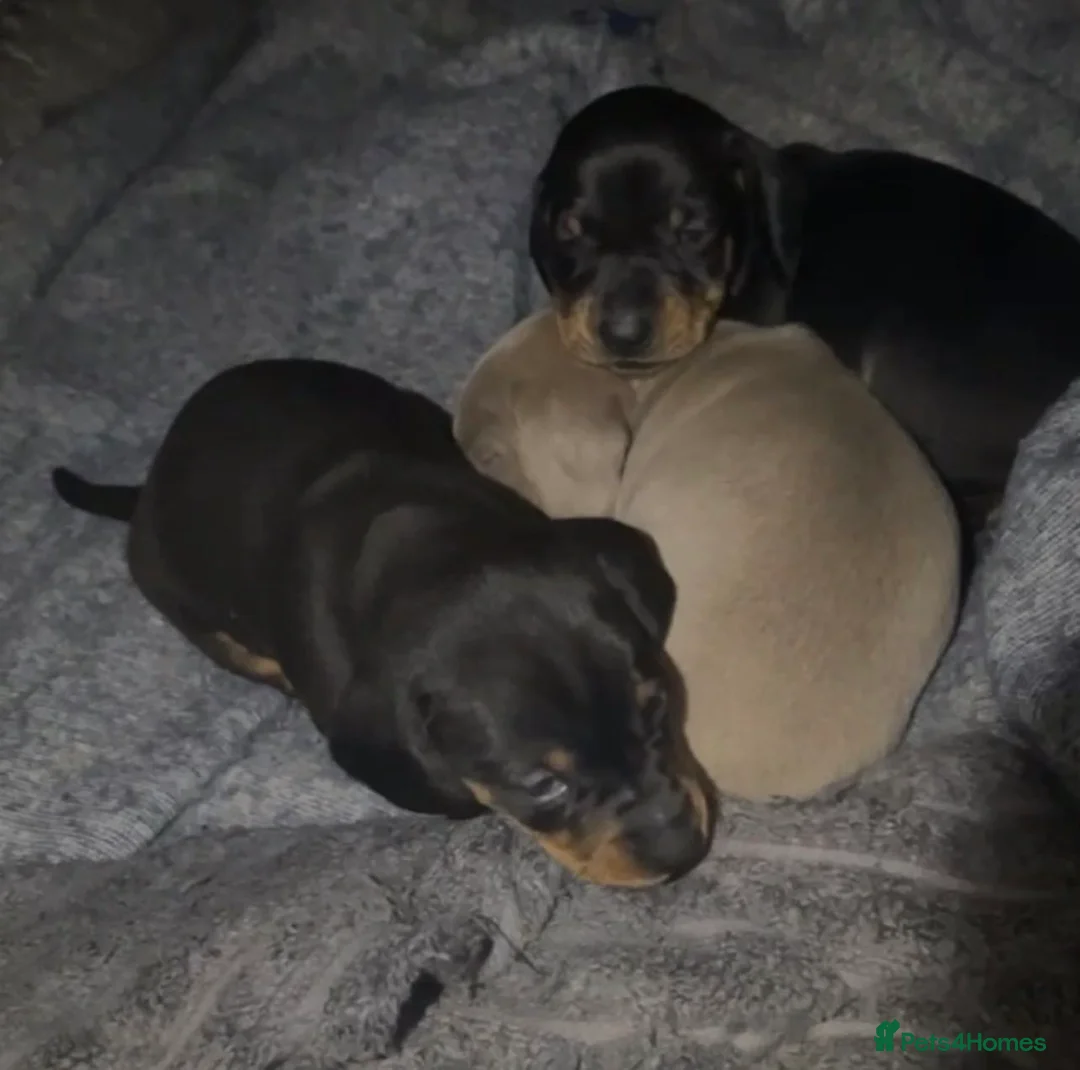 Dachshund dogs for sale: Minature Dachshund puppies 2 boys 1 girl  - Advert 2