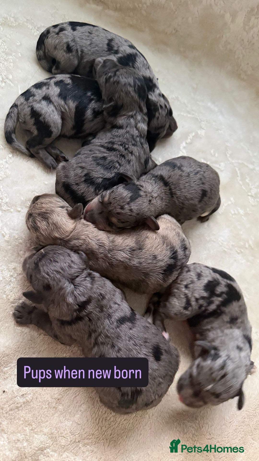 Mixed Breed dogs for sale: Schnoodle puppies for sale  - Advert 3