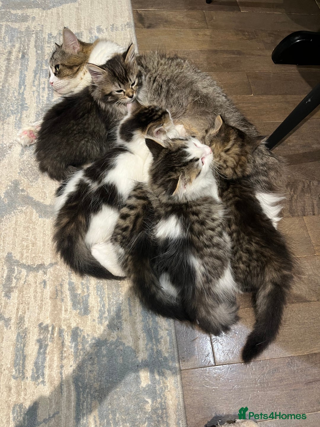 Siberian cats for sale: Stunning Siberian kittens 🐱  - Advert 20