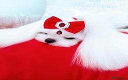 Maltese dogs for sale: 🩷Korean baby girl 🩷 - Image 7