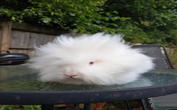 Lionhead rabbits for sale: Pure bred double maned lionhead girl - Image 6