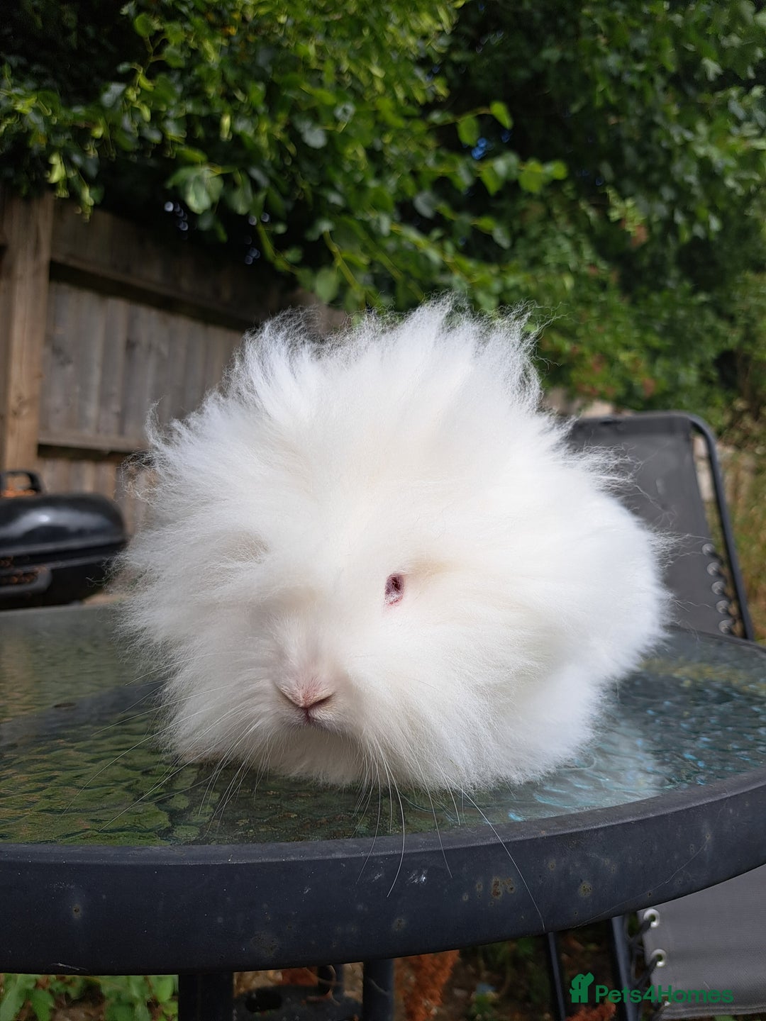 Lionhead rabbits for sale: Pure bred double maned lionhead girl - Image 6