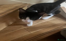 British Shorthair cats for sale: 1 black and white male cat for sale!!! - Image 5