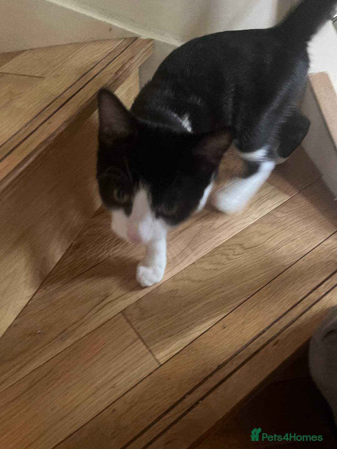 British Shorthair cats for sale: 1 black and white male cat for sale!!! - Image 5