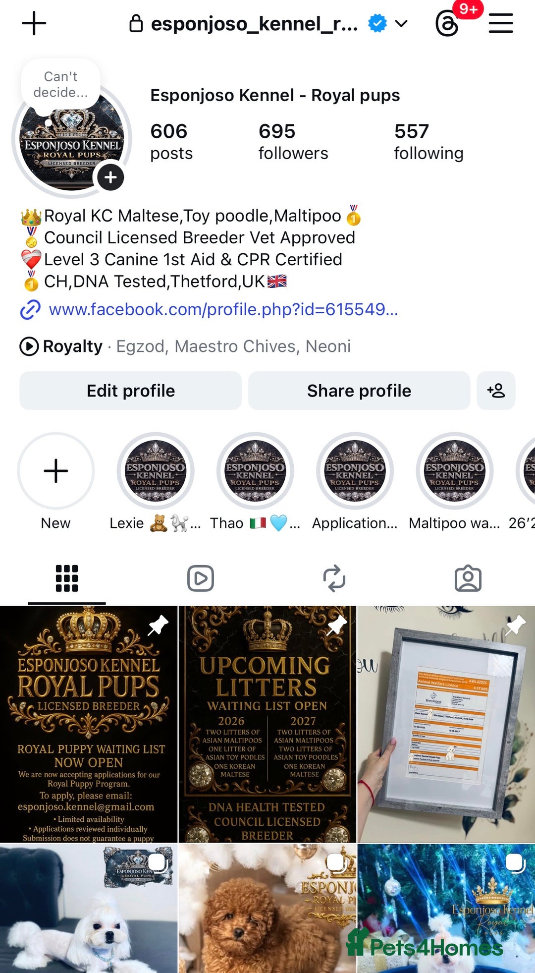 Toy Poodle dogs for stud: 🔥One-in-a-Million teddy Asian toy poodle DNA Stud in Thetford - Advert 2