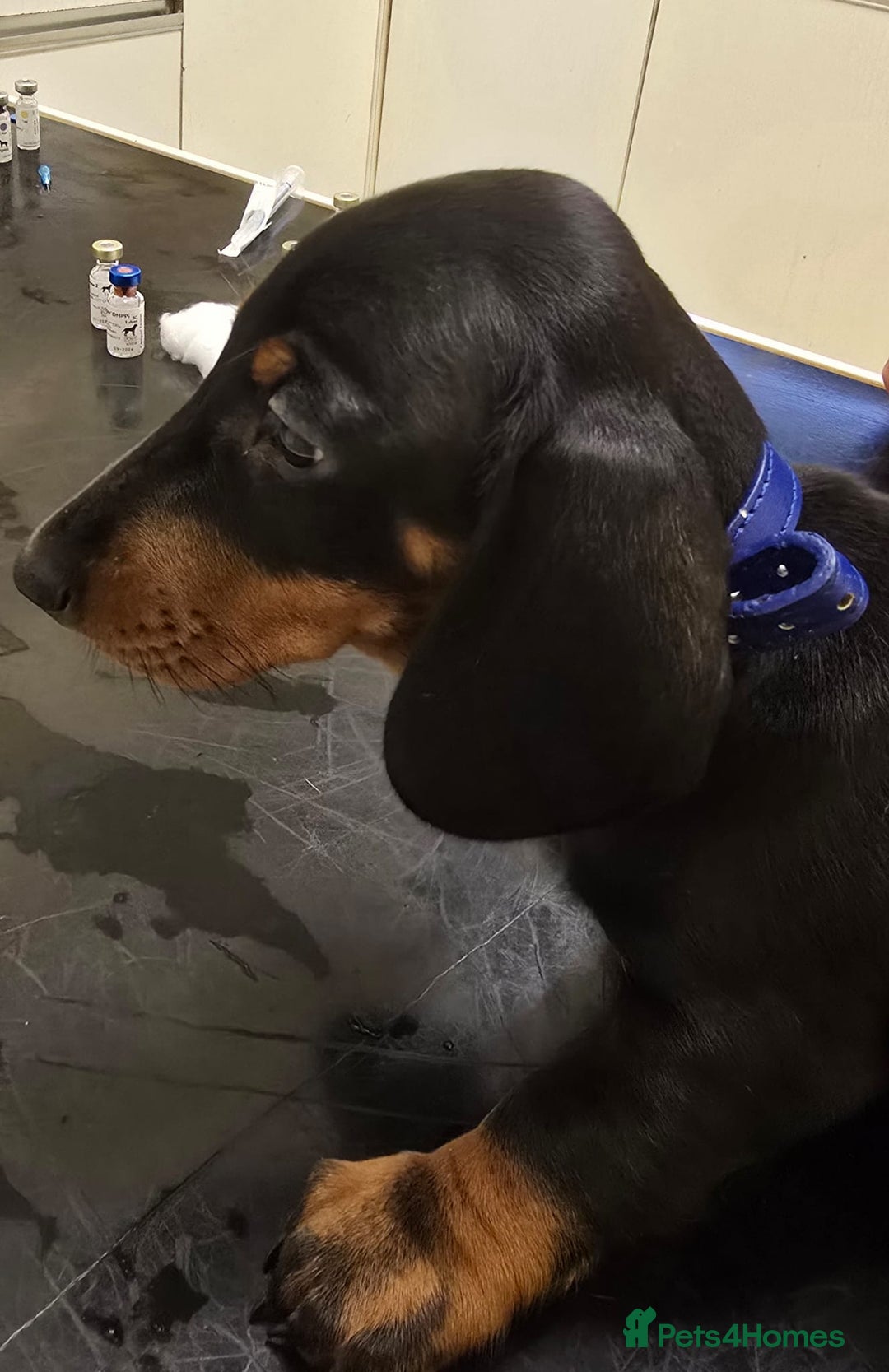 Dachshund dogs for sale: READY GO STUNING 5 STANDARD DACHSHUND PUPPIES - Image 30