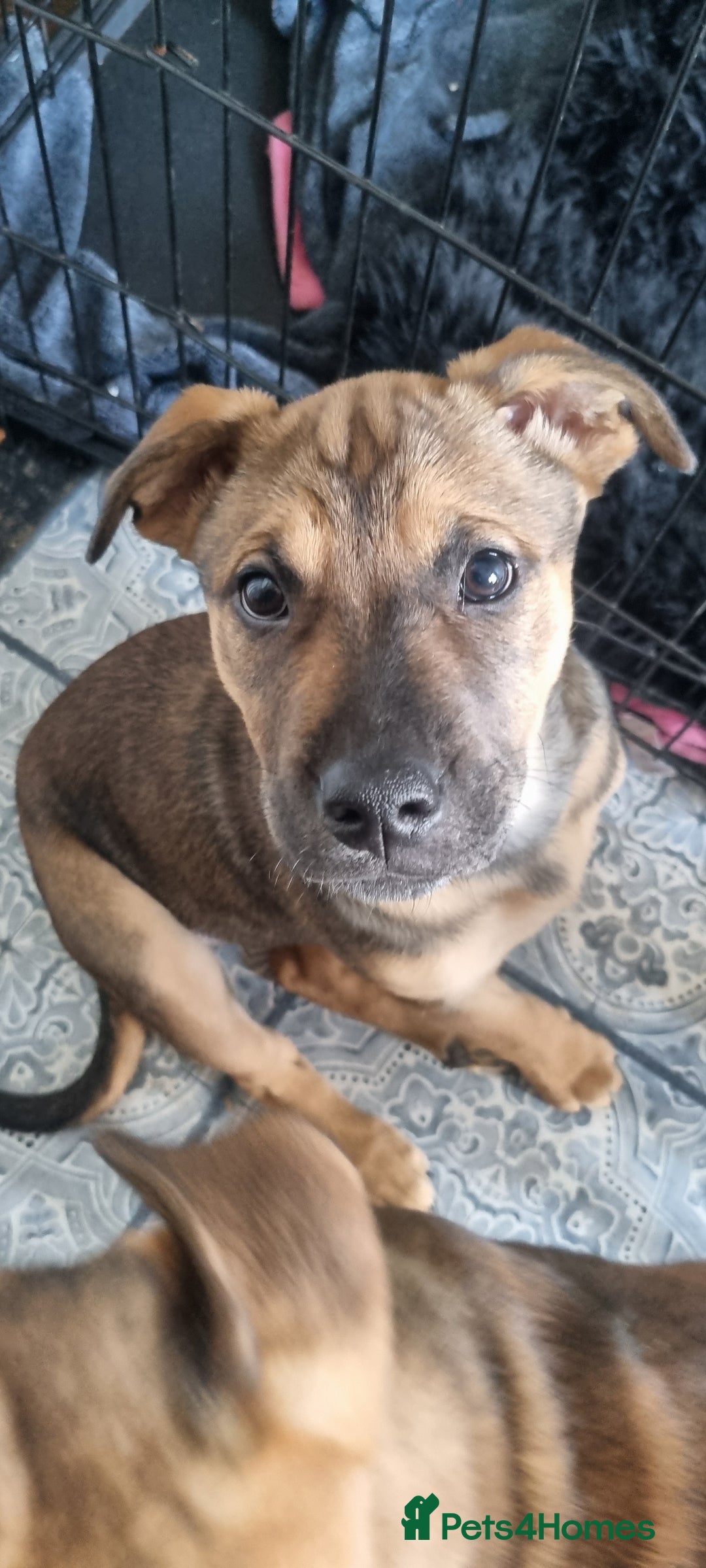 Mixed Breed dogs for sale:  pups - Advert 4