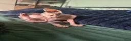 Sphynx cats for sale: Sphynx / Devon Rex Mix Kittens Ready Homes - Advert 17