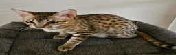 Savannah cats for sale: 3 beautilful F5 Savannah kittens - Advert 3