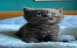 British Shorthair cats for sale: Chocolate and Red British Shorthair and Longhair - Image 3