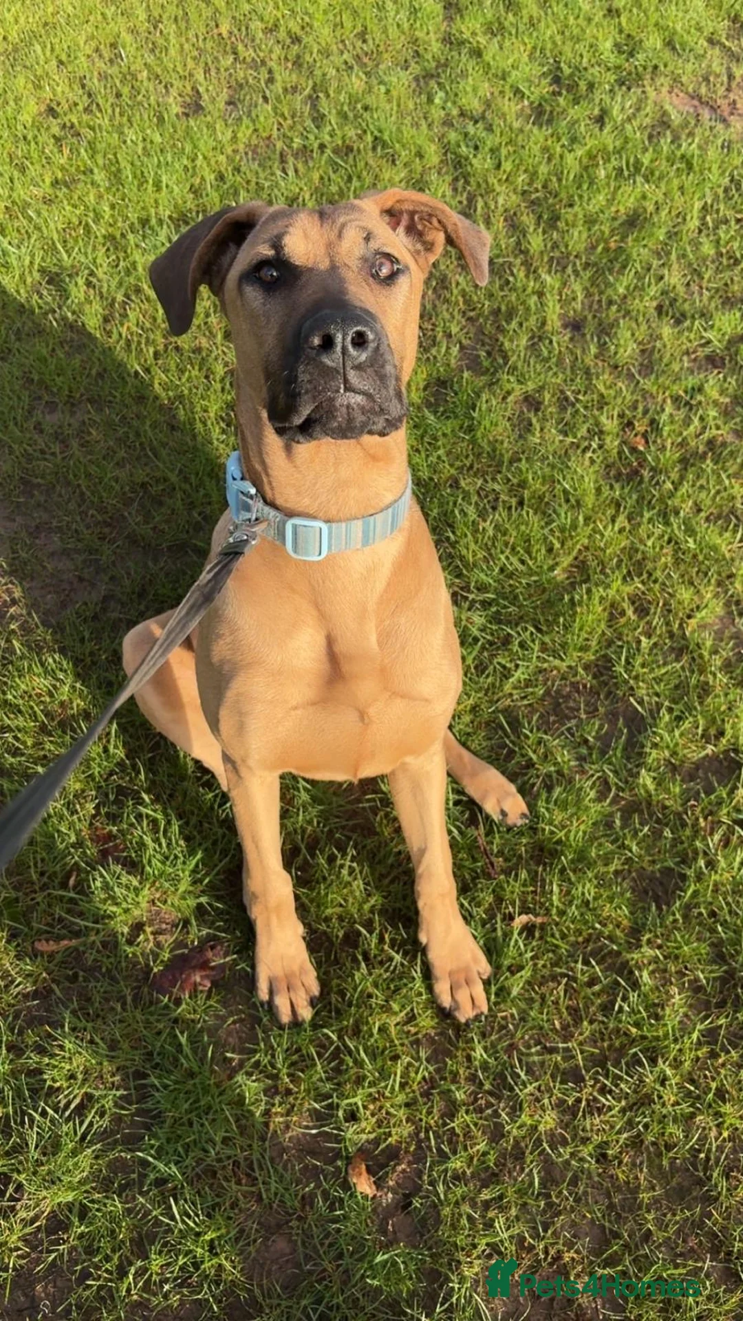 Mixed Breed dogs for sale: Gerrard - Doberman x Presa Canario - Advert 1