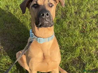 Mixed Breed dogs Gerrard - Doberman x Presa Canario - Advert 12