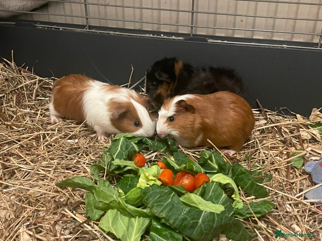Guinea Pig rodents for sale: Baby Guinea Pigs - all male  - Advert 6
