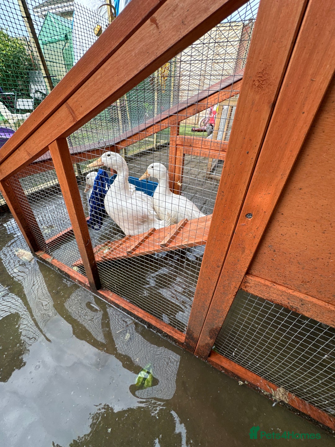 Ducks poultry for sale: white pekin ducks - Image 2