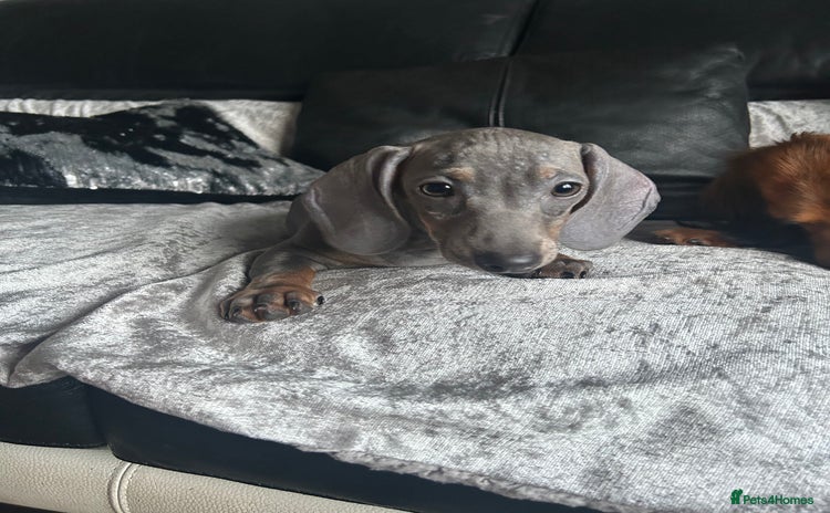 Miniature Dachshund dogs in Liverpool - Advert 6