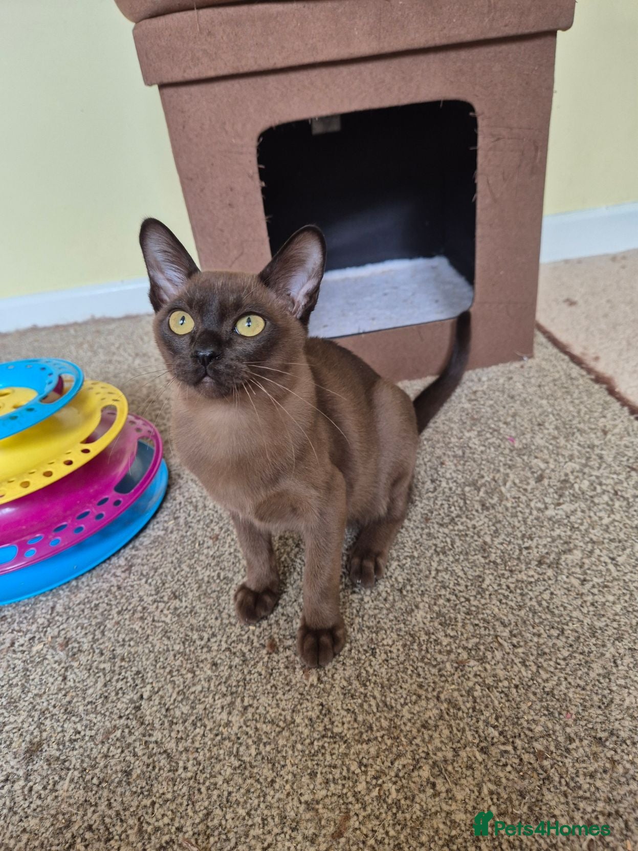 Burmese cats  Pedigree Brown Male Burmese Kitten - Advert 1