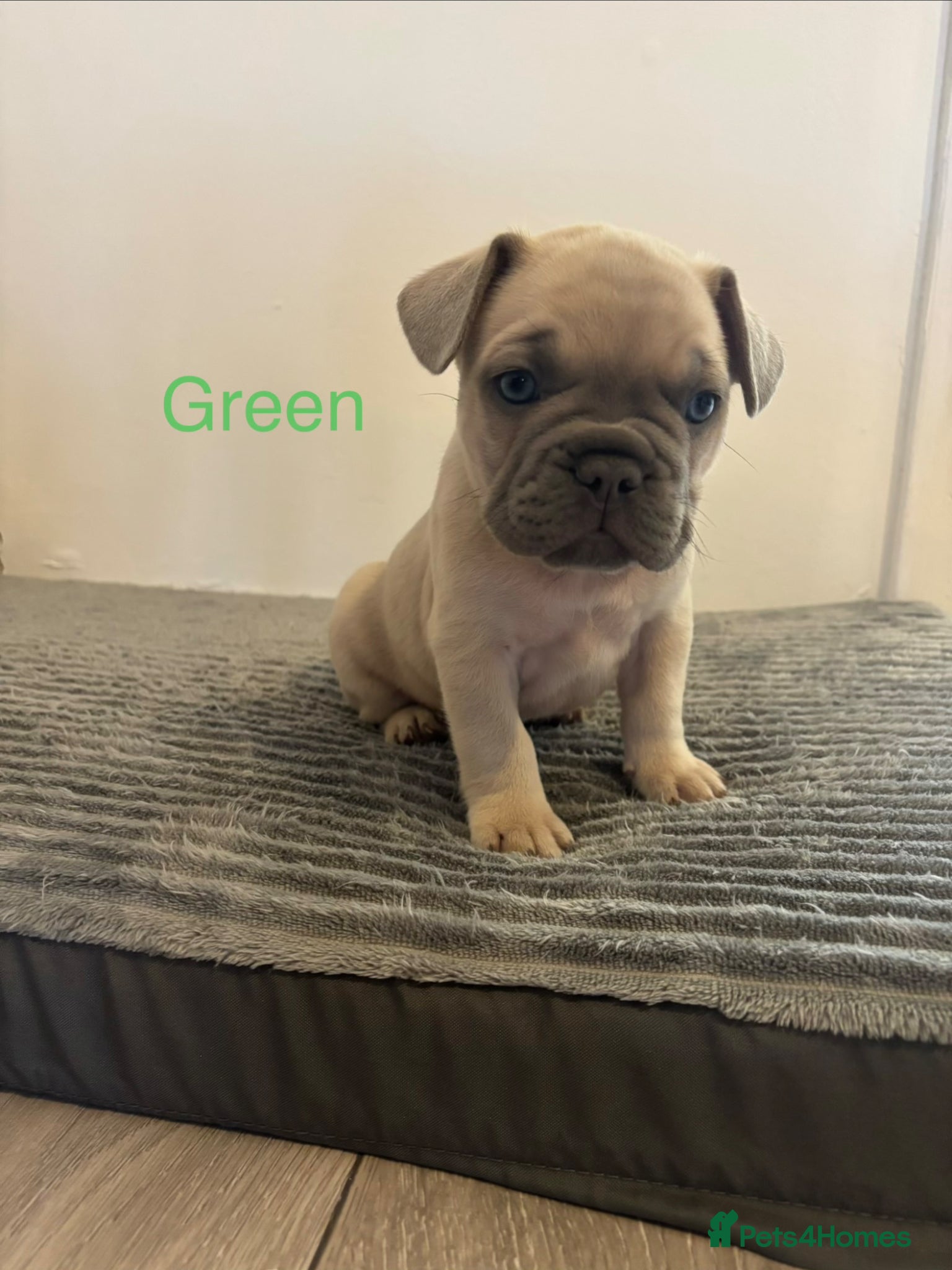 French Bulldog dogs KC French bulldog puppies - Advert 2