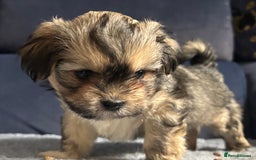 Lhasa Apso dogs for sale: Lhasa Apso Puppies – Tiny Tails, Big Hearts! - Image 26
