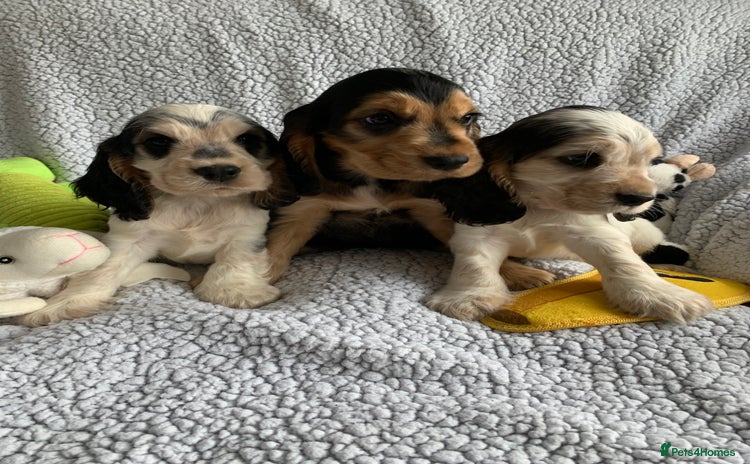 Cocker Spaniel dogs in Abergele - Advert 4