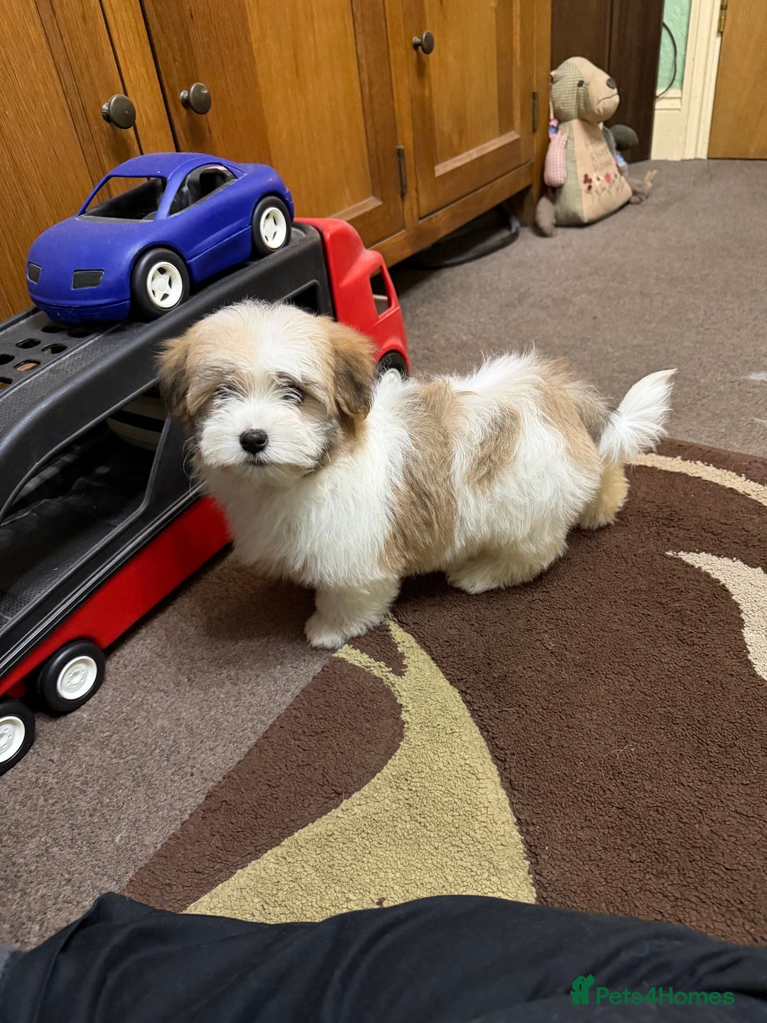 Havanese dogs for sale: ***Amazing Havanese Puppies *** - Advert 8