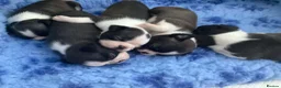 Boston Terrier dogs for sale: 5 BEAUTIFUL BOSTON TERRIER PUPPIES  - Advert 9