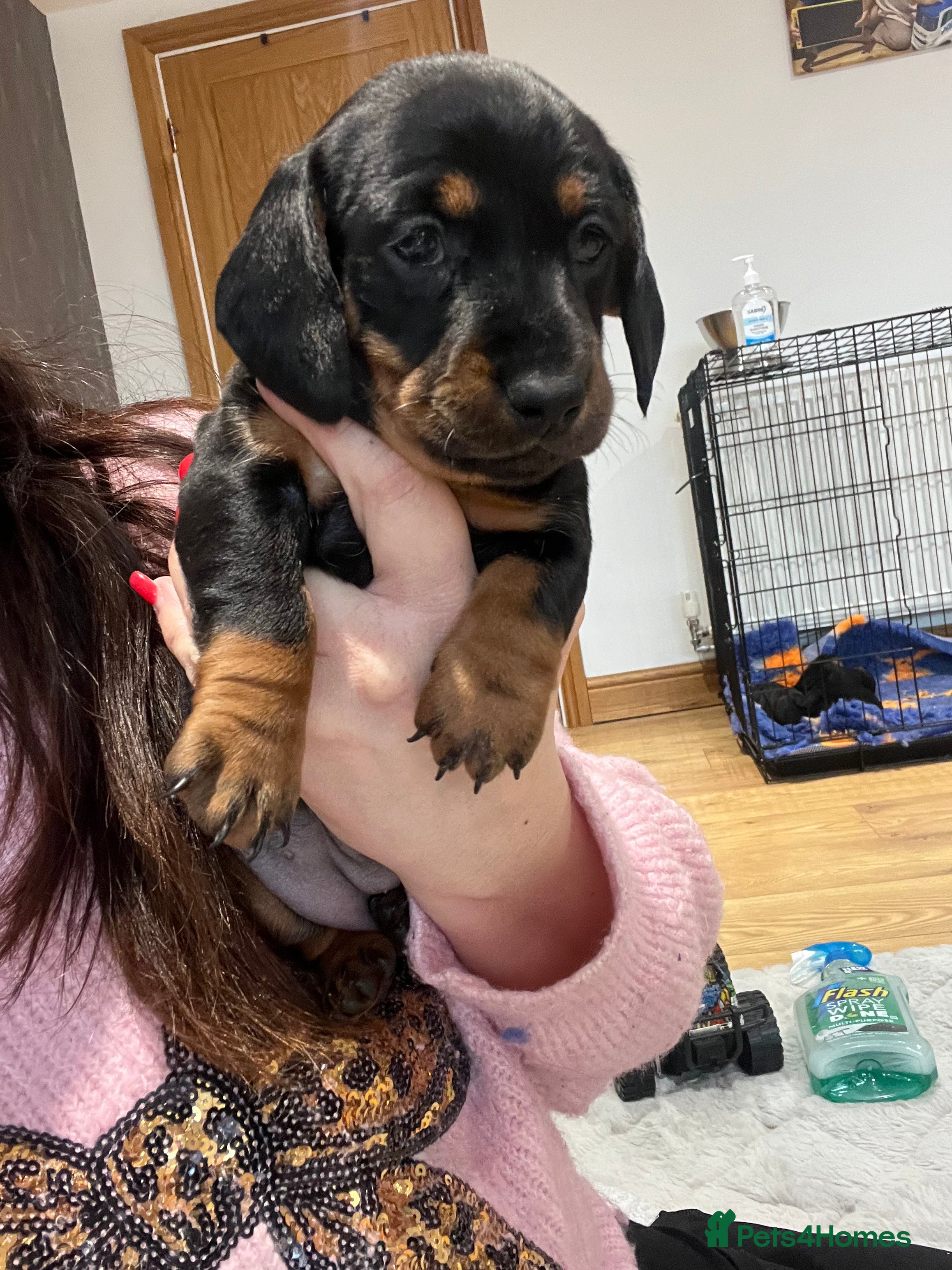 Miniature Dachshund dogs **Exceptionally well Raised Miniature Dachshunds** - Advert 4