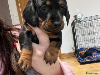 Miniature Dachshund dogs **Exceptionally well Raised Miniature Dachshunds** - Advert 2