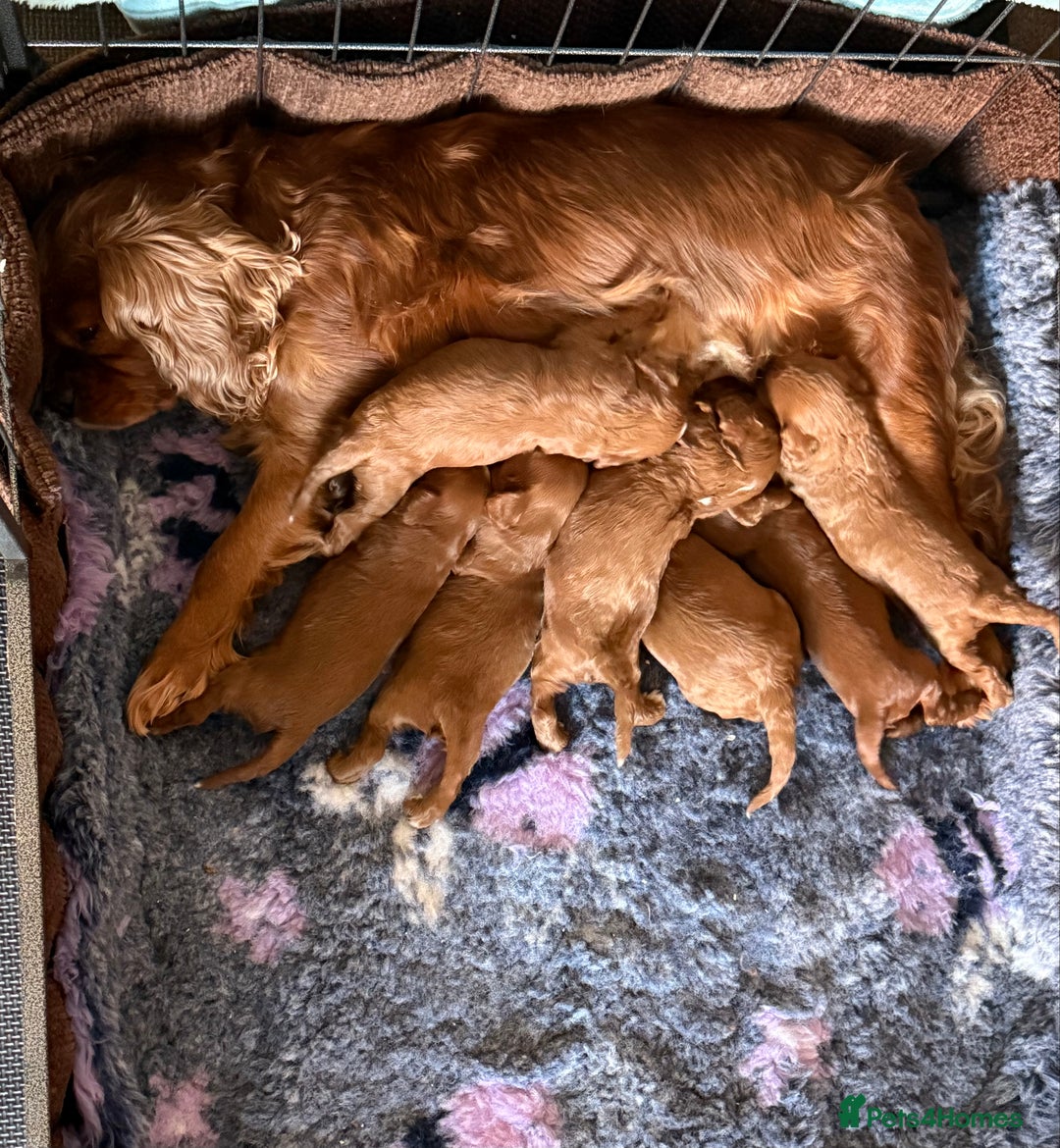Cavapoo dogs for sale: Outstanding Red F1 cavapoo puppies H/C DNA CLEAR - Image 12