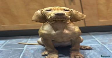 Hungarian Vizsla dogs KC register due purpose puppy  - Advert 7