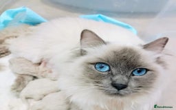 Ragdoll cats for sale: Active Luxury Pedigree European Ragdolls  - Image 2