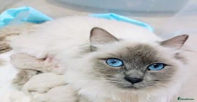 Ragdoll cats - Advert 8
