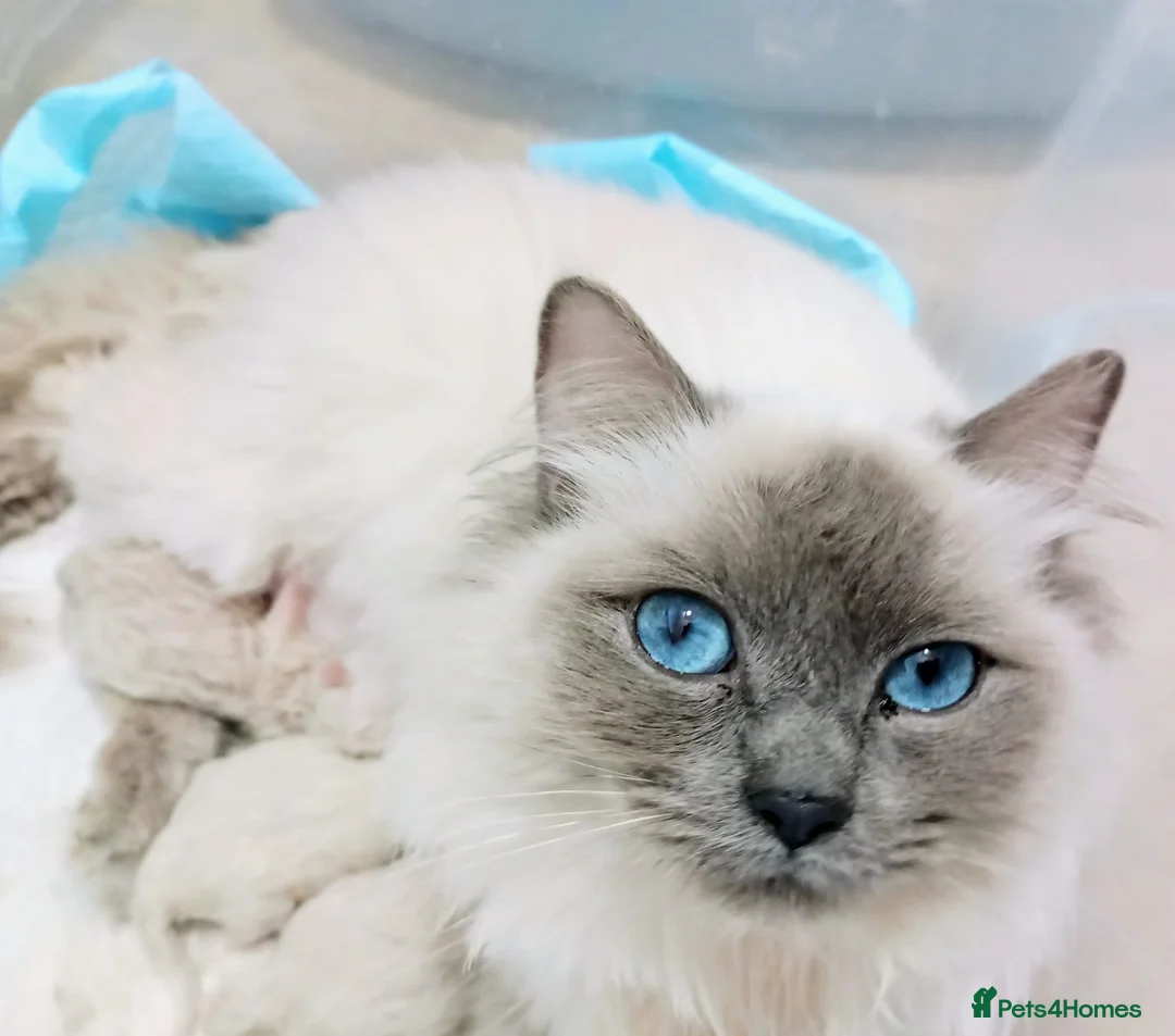 Ragdoll cats for sale: Active Luxury Pedigree European Ragdolls  - Advert 2