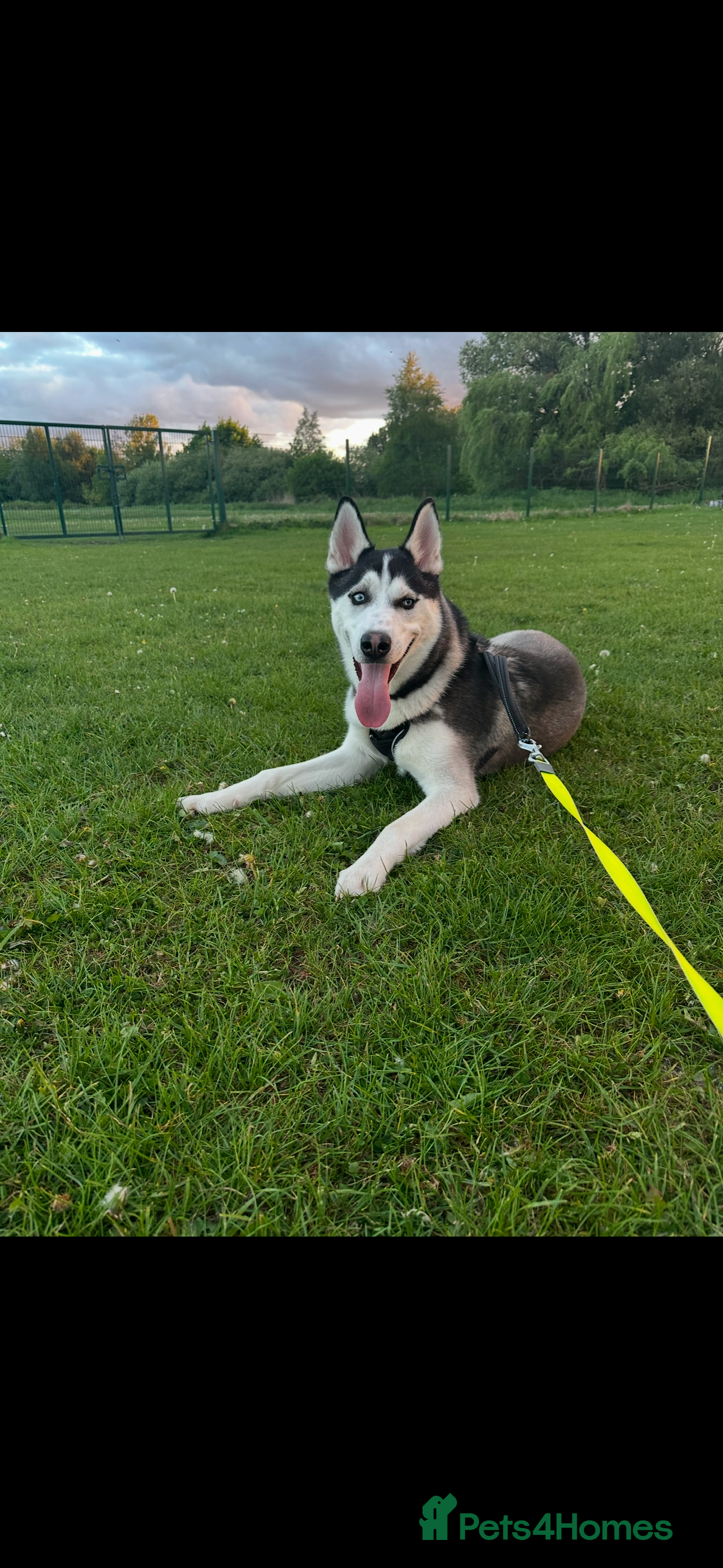 Siberian Husky dogs 1 YearSiberian Husky  - Advert 8